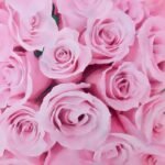 Floral Pink Rose Paper Napkin - (Pack of 20)