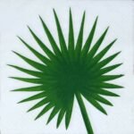 Breakfast / Cocktail Paper Napkin - Green Leaf- (Pack of 20)