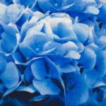 Floral Blue Paper Napkin - (Pack of 20)