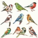 Decoupage Paper Napkins - Collection Of Birds