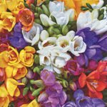 Decoupage Paper Napkins - Variety of Freesias