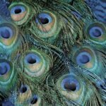 Decoupage Paper Napkins - Peacock Feathers