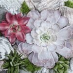 Decoupage Paper Napkins - Succulent Plants and Stones