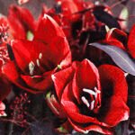 Decoupage Paper Napkins - Classic Amaryllis