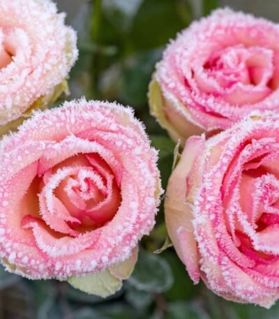 Decoupage Paper Napkins - Winter Roses