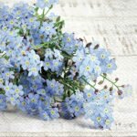 Decoupage Paper Napkins - Forget Me Not