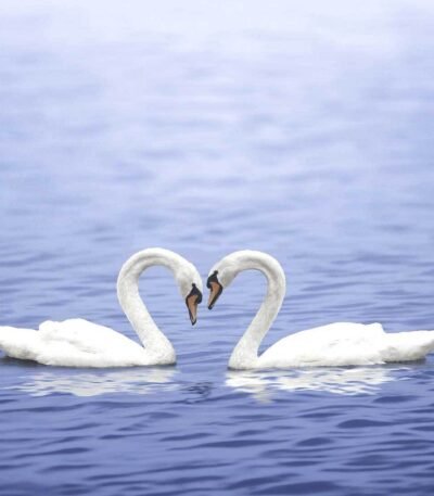 Decoupage Paper Napkins - Forever