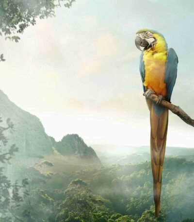 Decoupage Paper Napkins - Parrot