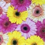 Decoupage Paper Napkins - Colourful Gerberas