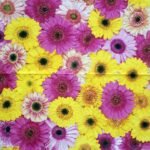Decoupage Paper Napkins - Colourful Gerberas
