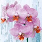 Decoupage Paper Napkins - Aphalaneopsis