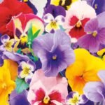 Decoupage Paper Napkins - Violas