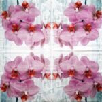 Decoupage Paper Napkins - Aphalaneopsis