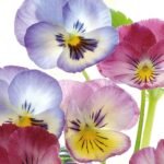 Decoupage Paper Napkins - Pansies