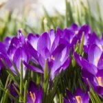Decoupage Paper Napkins - Crocus Field