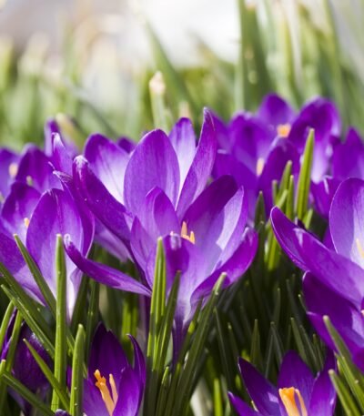 Decoupage Paper Napkins - Crocus Field