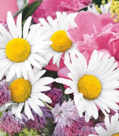 Decoupage Paper Napkins - Marguerite Daisy