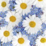 Decoupage Paper Napkins - Daisies and Forget-Me-Nots