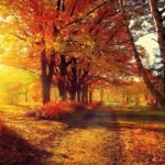 Decoupage Paper Napkins - Autumn Park