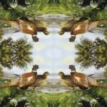 Decoupage Paper Napkins - Pheasant