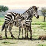 Decoupage Paper Napkins - Zebra