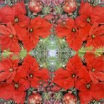 Decoupage Paper Napkins - Red Poinsettia
