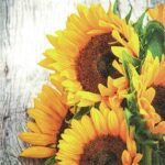 Decoupage Paper Napkins - Clara Sunflower