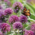 Decoupage Paper Napkins - Allium Love
