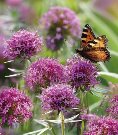 Decoupage Paper Napkins - Allium Love