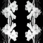 Decoupage Paper Napkins - Gladiolus
