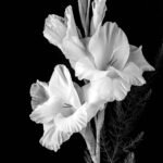 Decoupage Paper Napkins - Gladiolus