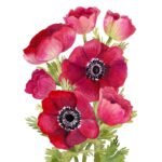 Decoupage Paper Napkins - Jacky