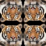 Decoupage Paper Napkins - Bengal Tiger