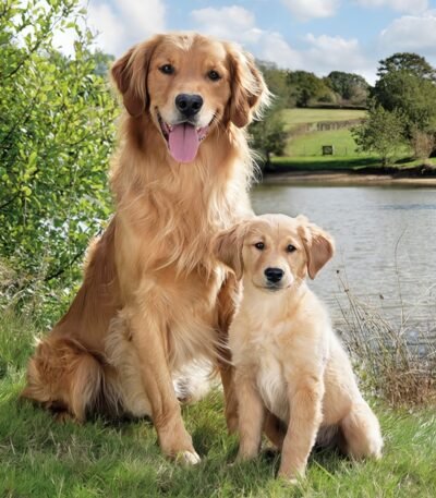 Decoupage Paper Napkins - Golden Retriever