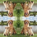 Decoupage Paper Napkins - Golden Retriever