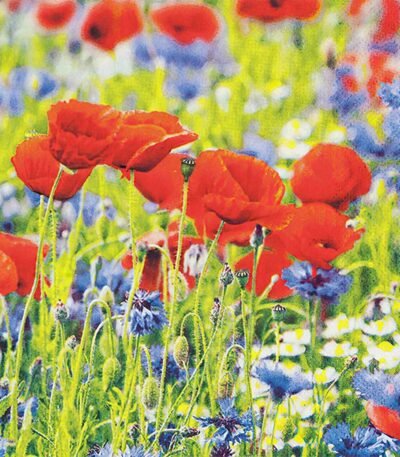 Decoupage Paper Napkins - Poppies And Cornflowers